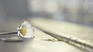 Images Dated 10th February 2016: Winter Gold Of Little Daisy Flower. Still Life