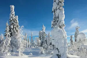 Cold Temperature Collection: Winter heaven