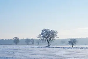 Idyll Prints: Winter landscape, Lower Saxony, Germany, Europe