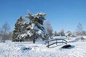 Idyll Prints: Winter landscape in the Lueneburg Heath, Lower Saxony, Germany, Europe