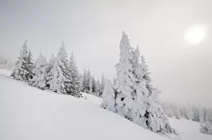 Images Dated 23rd January 2010: Winter landscape, Mt. Unterberg, Lower Austria, Austria, Europe
