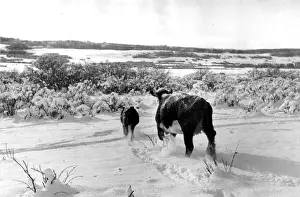 Ranch Prints: Winter Ranch