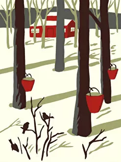 Rural Gallery: Winter Scene of Maple Trees Tapped for Sap