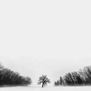 Images Dated 11th January 2013: Winter Tree located in rural Rock County Wisconsin