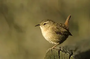 Wren Prints: Winter Wren or Northern Wren -Troglodytes troglodytes- at the feeding place