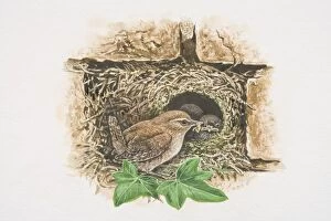 Images Dated 30th June 2006: Winter Wren (Troglodytes troglodytes), illustration of tiny brown bird feeding chicks in nest in