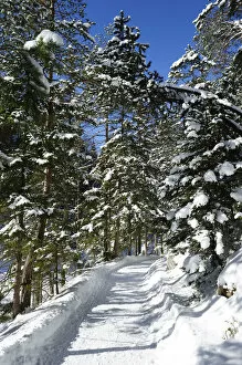 Images Dated 18th February 2010: Winterly forest track at lake Eibsee, Grainau, Werdenfelser Land, Upper Bavaria, Bavaria, Germany