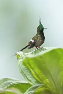 Images Dated 14th June 2015: Wire-crested Thorntail Hummingbird