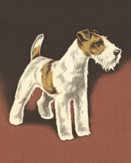 Images Dated 30th January 2015: Wire Fox Terrier