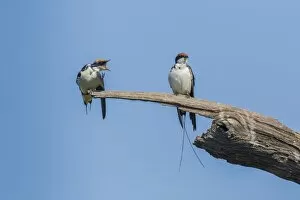 Wire-tailed Swallow -Hirundo smithii filifera-, Keoladeo National Park, Rajasthan, India