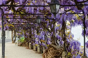 Images Dated 19th April 2011: Wisteria Spring