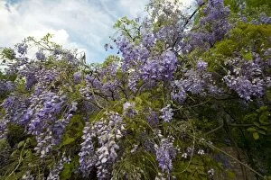 Images Dated 24th April 2014: Wisteria -Wisteria-, Italy