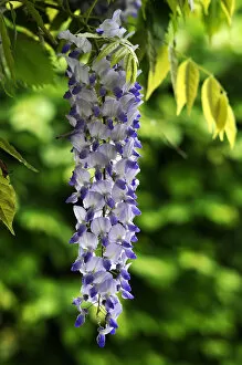 Images Dated 20th May 2013: Wisteria -Wisteria-, raceme, Middle Franconia, Bavaria, Germany