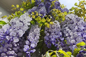 Legume Family Gallery: Wisteria -Wisteria sinensis-