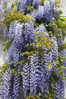 Images Dated 28th April 2011: Wisteria -Wisteria sinensis-