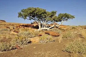 Namibia Prints: Witgatboom, Matoppie or Shepherds Tree (Boscia albitrunca)