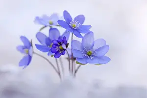 Withering Hepatica, Liverleaf or Liverwort -Hepatica nobilis-, Tyrol, Austria