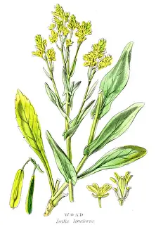 Woad botanical engraving 1857