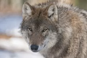 Images Dated 5th March 2013: Wolf -Canis lupus-, captive, Bavaria, Germany