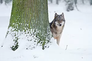 Wolf -Canis lupus- standing behind a tree, Hesse, Germany