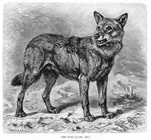 Images Dated 11th May 2017: Wolf engraving 1894