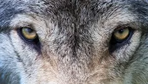 Images Dated 3rd June 2012: Wolf eyes