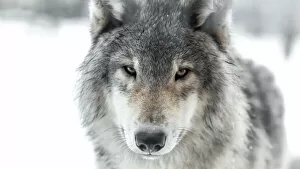 Images Dated 21st April 2019: Wolf face