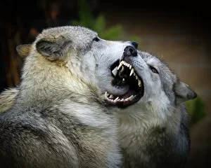 Images Dated 11th October 2011: Wolf fight