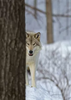 Images Dated 22nd February 2014: Wolf Hiding behind Tree