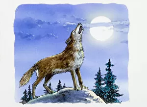 Images Dated 5th February 2008: Wolf howling at the moon