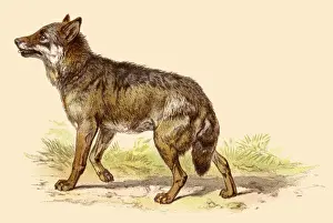 Clip Art Prints: Wolf illustration 188