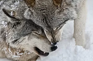 Images Dated 7th February 2011: Wolf love