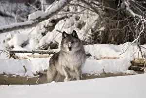 Wolf in the snow