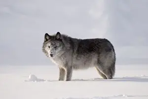 Wolf in the snow