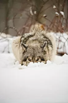 Images Dated 9th December 2013: Wolf In Snow
