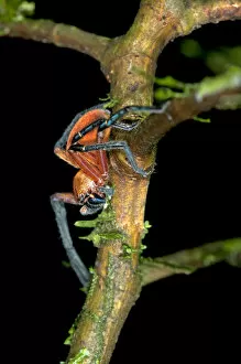 Wolf spider -Lycosidae spec.-, aposematism, Tiputini rainforest, Yasuni National Park, Ecuador, South America