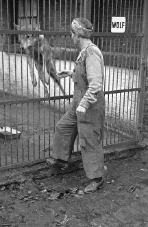 Cage Prints: Wolf At The Zoo