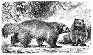 Greed Prints: Wolverine or Glutton (Gulo borealis)
