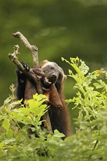 Images Dated 2nd June 2014: Wolverine -Gulo gulo- feeding on deerskin, captive, Norway