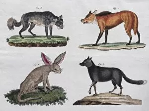 Images Dated 31st December 2017: Wolves and foxes, hand-coloured copperplate engraving from Friedrich Justin Bertuch