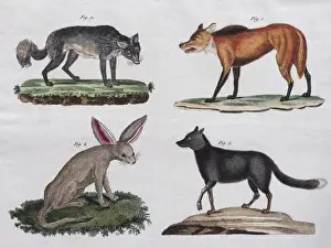 Picture Book For Children Prints: Wolves and foxes, hand-coloured copperplate engraving from Friedrich Justin Bertuch