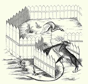 Wolves Prints: How Wolves May Be Caught