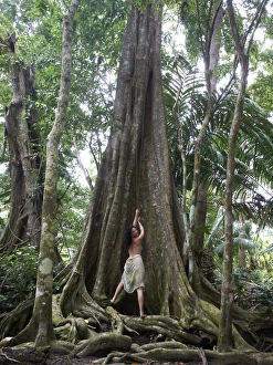 Images Dated 31st October 2012: Woman, 45, pulling on a liana of a Kapok -Ceiba pentandra-, rainforest, Punta Uva