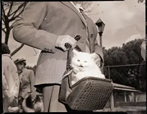 Kitten Prints: Woman Carrying Angora Kitten in Purse