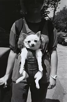 Bizarre Collection: Woman carrying dog in baby harness