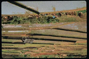 Java Prints: Woman and Children Working Working in field