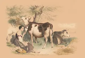 Bovine Prints: Woman beside two cows