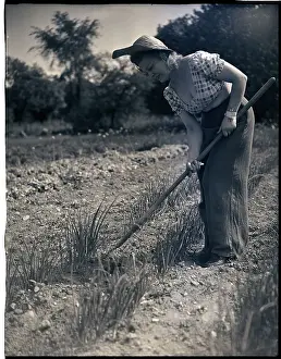 Woman Cultivates Onions In Garden