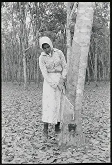 Woman Cutting Rubber Tree