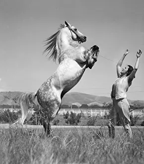 Pomona Prints: Woman Faces Bucking Stallion